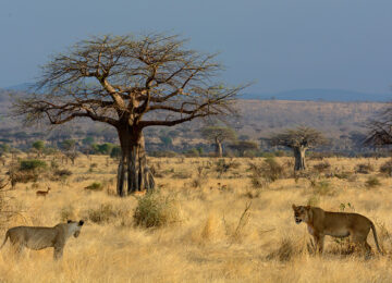 Ruaha National Park. Tanzania